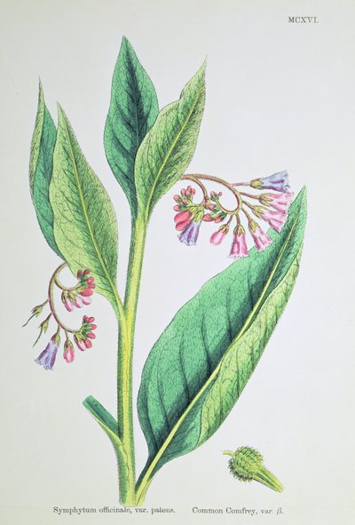 Common Comfrey, plate MCXVI, c.1800 by James Sowerby